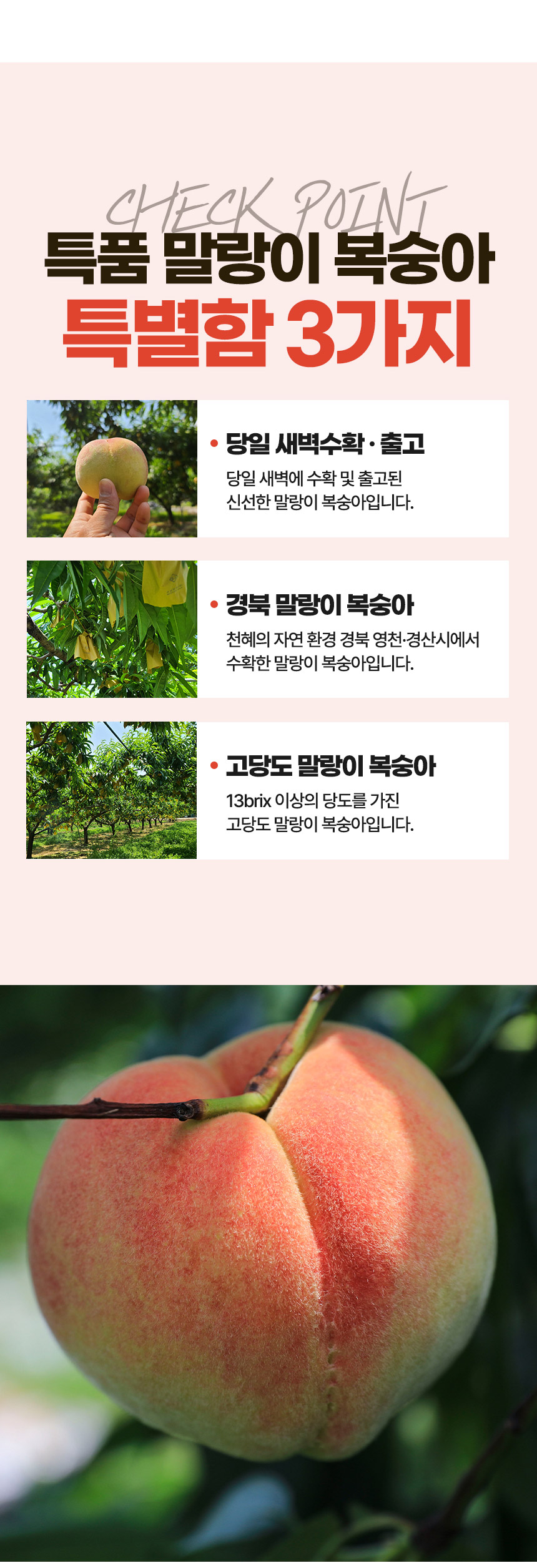 말랑이-털복숭아-상세페이지_05.jpg