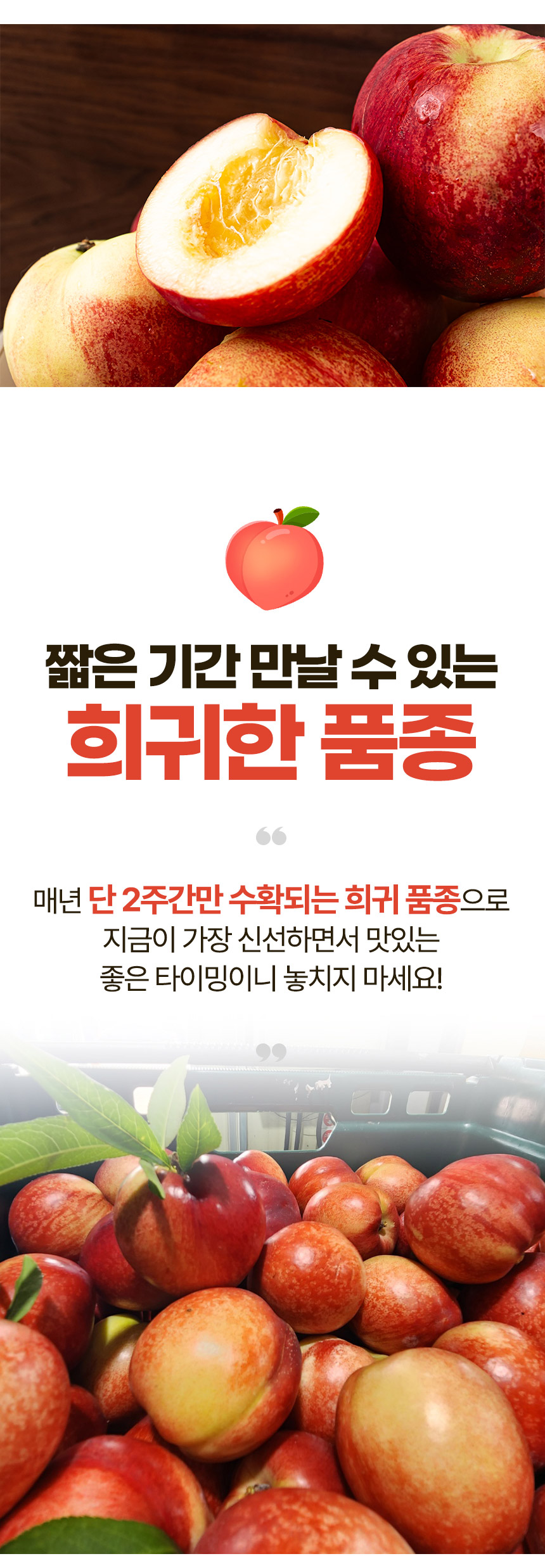 신비복숭아-상세페이지_03.jpg