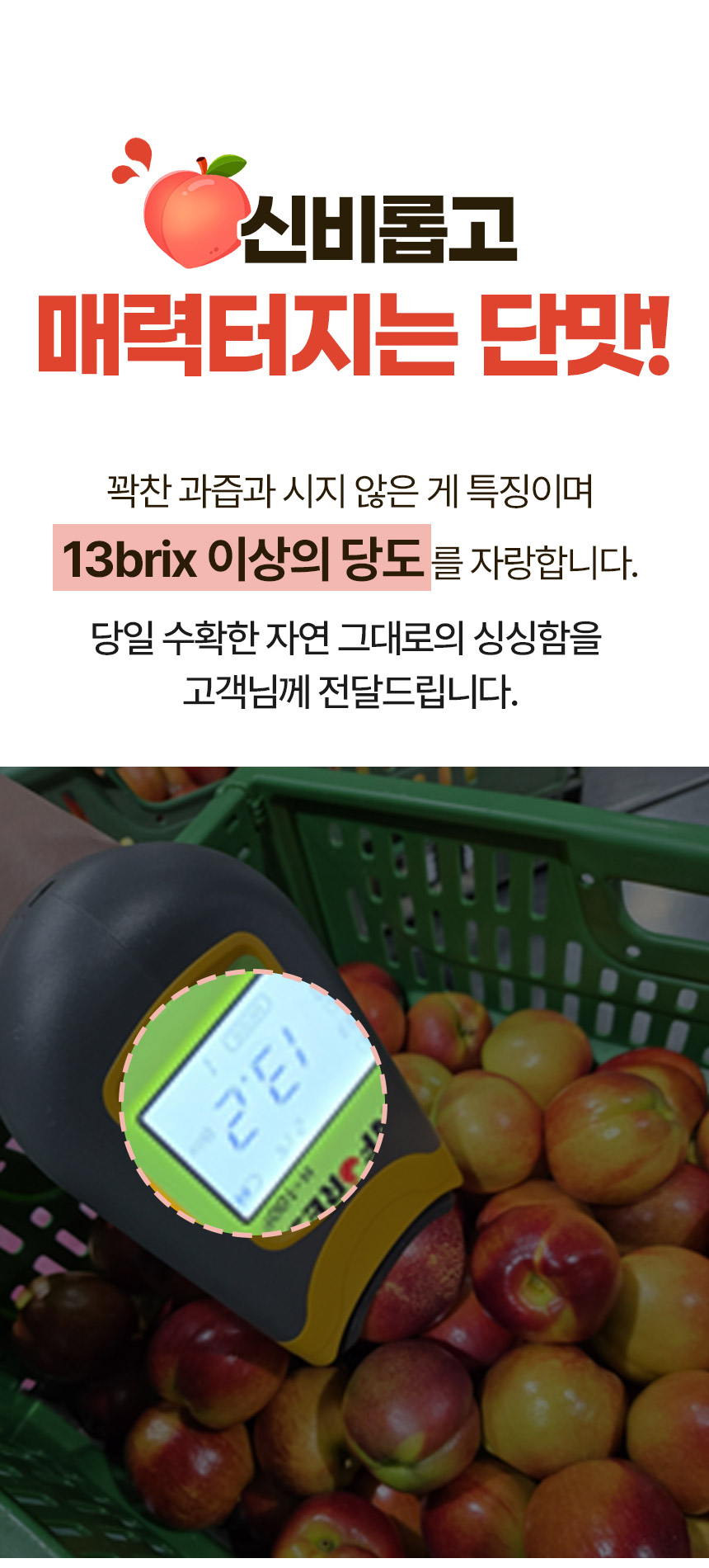 신비복숭아-상세페이지_04.jpg